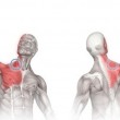 Боль в плечевом суставе при поднятии руки в сторону — лечение