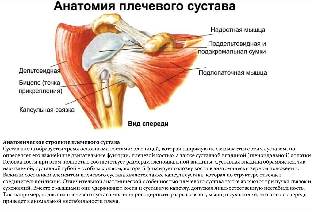 Ноющая боль в плеча лечение. Плечевой сустав сустав анатомия. Схема связок плечевого сустава. Плечевой сустав строение анатомия связки. Мышцы плечевого сустава анатомия.