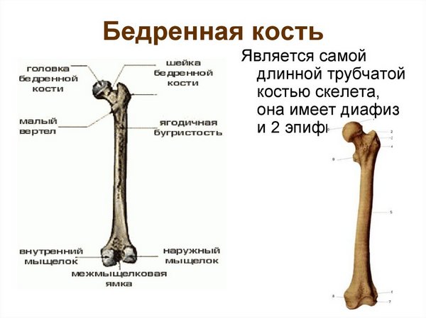 Бедренная кость