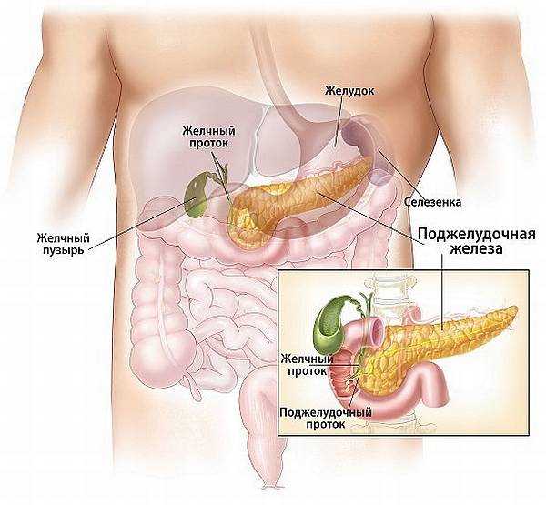 Поджелудочная железа — это важный орган пищеварения, выполняющий функции внешней и внутренней секреции