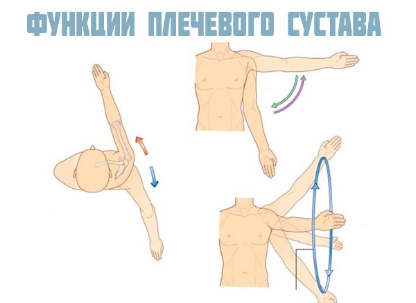 Функции плечевого сустава