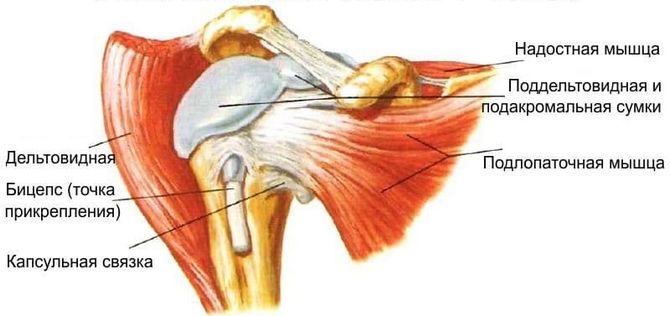 Анатомия плеча
