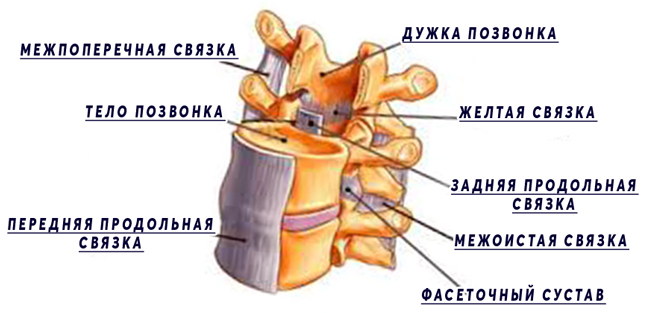 Межостистые и межпоперечные