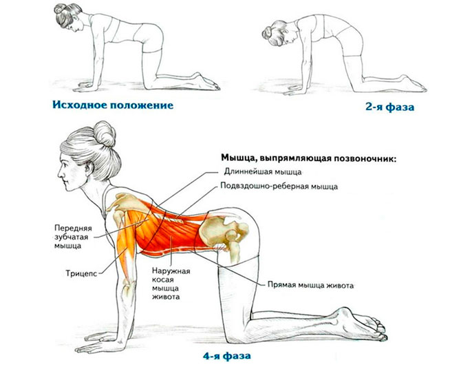 Лечебная физкультура комплекс упражнений укрепляющих мышцы позвоночника