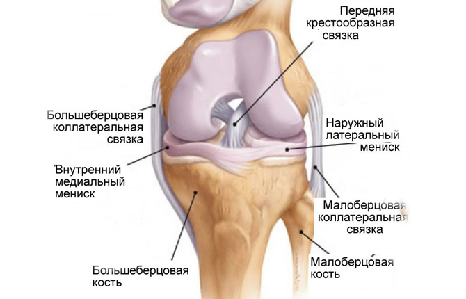 Строение коленного сустава