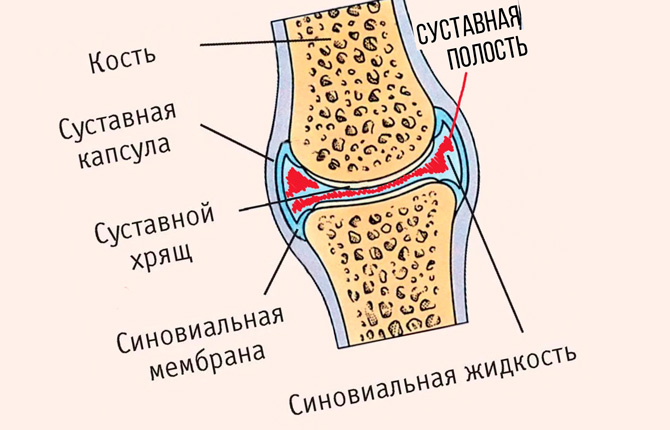 Анатомия сустава